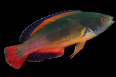 Scott's Wrasse photo 1