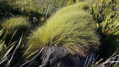 Anthochortus crinalis