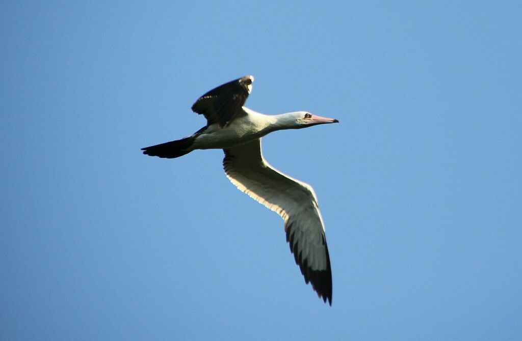 Abbott's booby in flight against a clear blue sky, white body with dark wings