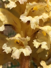 Orobanche lutea
