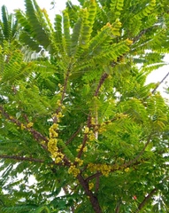 Phyllanthus acidus