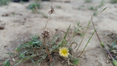 Microseris acuminata