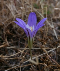 Brodiaea terrestris terrestris
