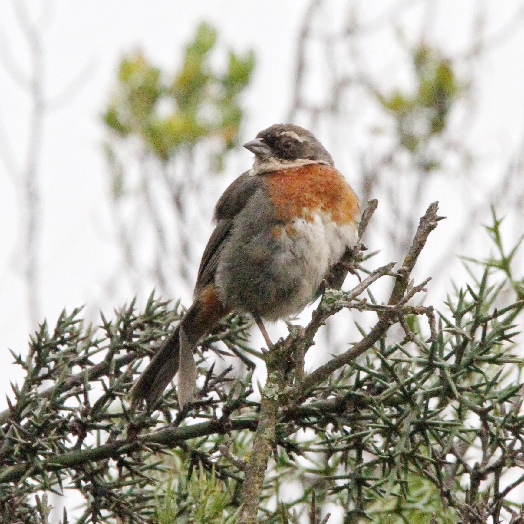 Chestnut-breasted Mountain Finch (Poospizopsis caesar), photo 4