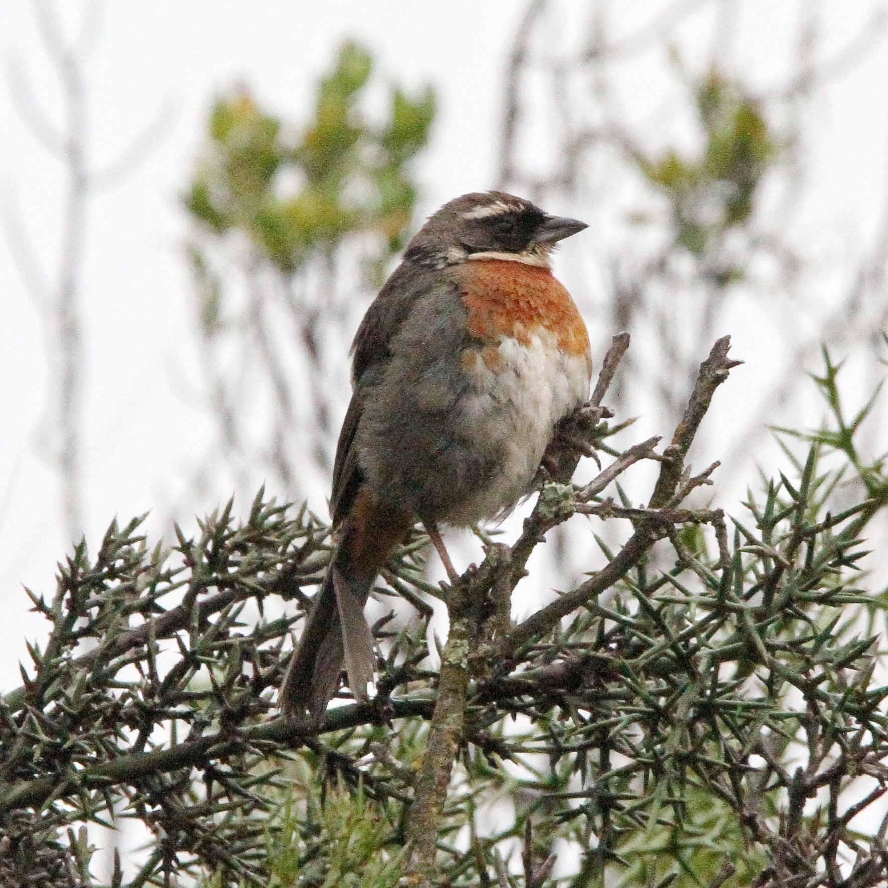 Chestnut-breasted Mountain Finch (Poospizopsis caesar), photo 5