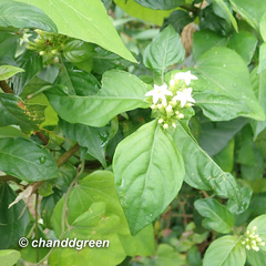 Mussaenda parviflora