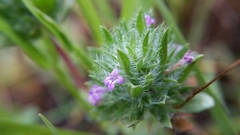 Pogogyne zizyphoroides