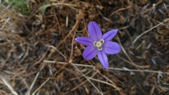Brodiaea terrestris terrestris