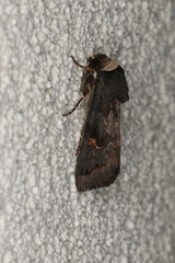 Proteuxoa cinereicollis