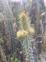 Corryocactus melanotrichus