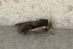 Proteuxoa cinereicollis