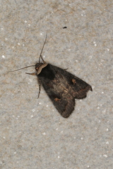 Proteuxoa cinereicollis