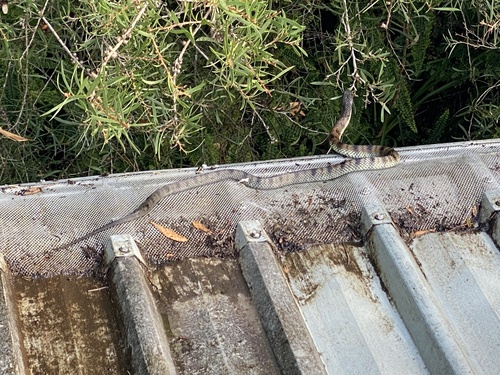 Tiger Snake sighting