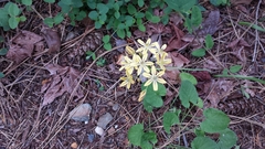 Triteleia ixioides anilina