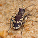 Eastern Sand Tiger Beetle - Photo (c) Ted MacRae, some rights reserved (CC BY-NC-ND)