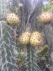 Corryocactus melanotrichus