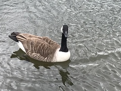 Branta canadensis