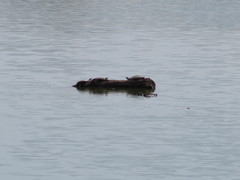 Apalone spinifera guadalupensis