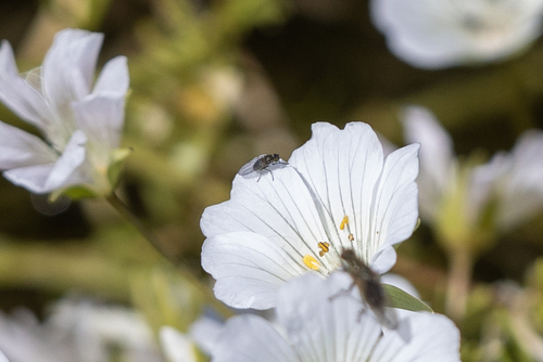 iNaturalist observation photo of Acalyptrate Flies