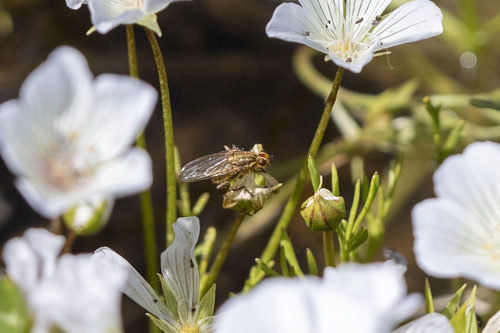 iNaturalist observation photo of Golden Dung Fly