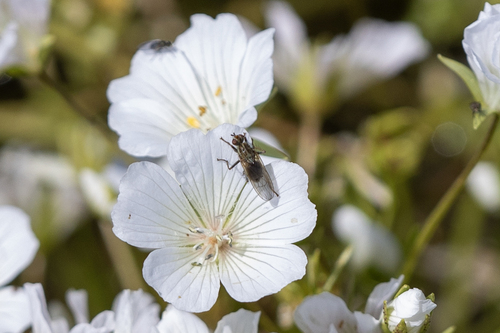 iNaturalist observation photo of Scathophaga