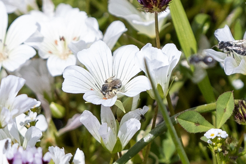 iNaturalist observation photo of Mining Bees