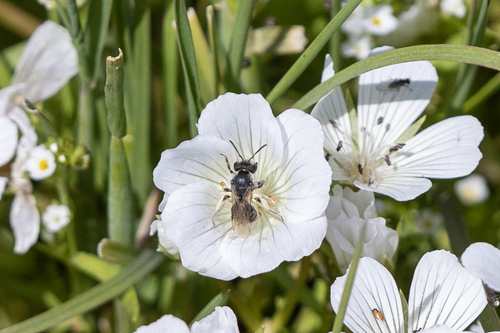 iNaturalist observation photo of Mining Bees