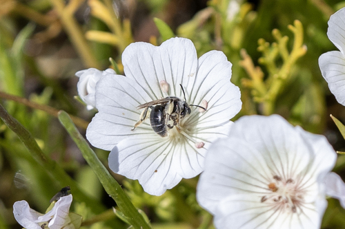 iNaturalist observation photo of Mining Bees