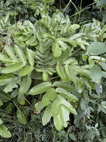 Foto de Suculenta Havaiana