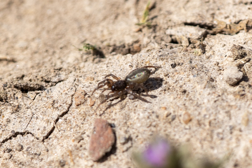 iNaturalist observation photo of Stealthy Ground Spiders