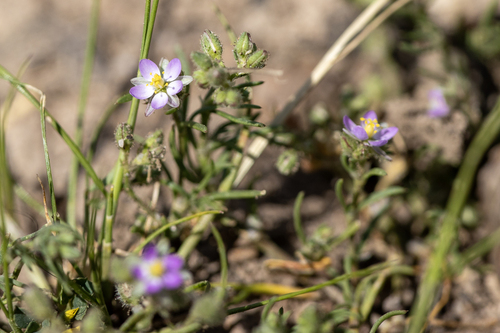 iNaturalist observation photo of Red Sand Spurrey