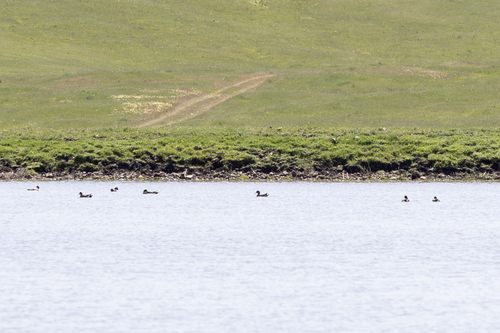 iNaturalist observation photo of American Wigeon