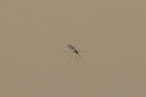 iNaturalist observation photo of Dance Flies, Long-legged Flies, and Allies