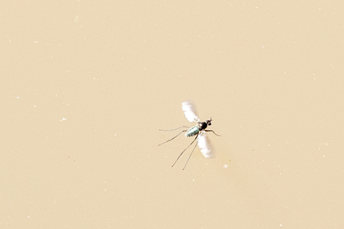 iNaturalist observation photo of Dance Flies, Long-legged Flies, and Allies