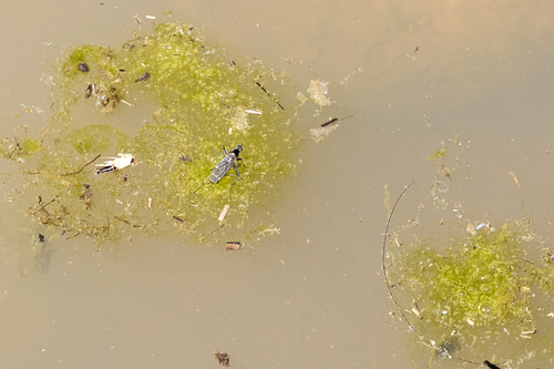 iNaturalist observation photo of Dance Flies, Long-legged Flies, and Allies