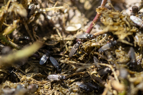 iNaturalist observation photo of Lotophila atra