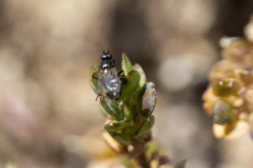 iNaturalist observation photo of Copromyzinae