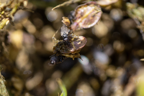 iNaturalist observation photo of Lotophila atra