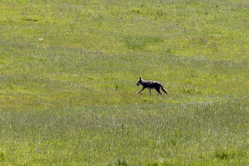iNaturalist observation photo of Coyote