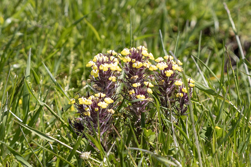 iNaturalist observation photo of butter-and-eggs