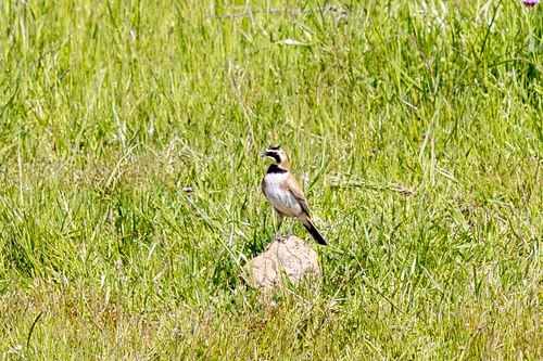 iNaturalist observation photo of Horned Lark