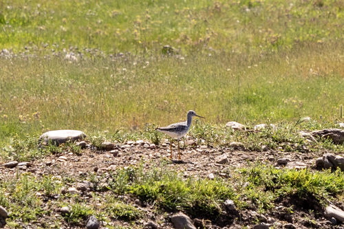 iNaturalist observation photo of Greater Yellowlegs