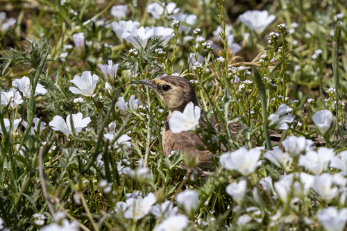 iNaturalist observation photo of Horned Lark