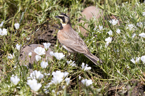 iNaturalist observation photo of Horned Lark