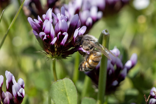 iNaturalist observation photo of Western Honey Bee