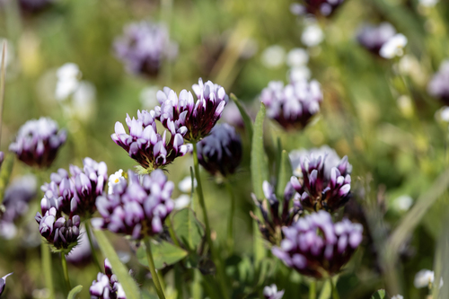 iNaturalist observation photo of white-tipped clover