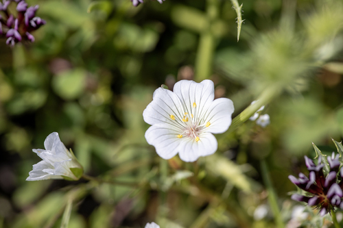 iNaturalist observation photo of Meadowfoams