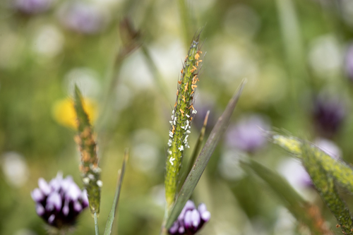 iNaturalist observation photo of Tufted Foxtail