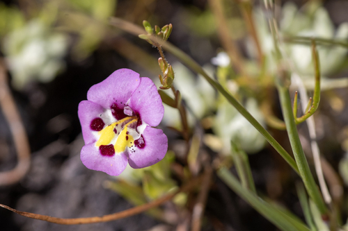 iNaturalist observation photo of tricolor monkeyflower