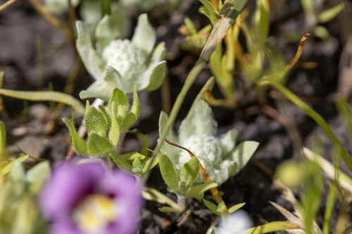 iNaturalist observation photo of low woolly marbles